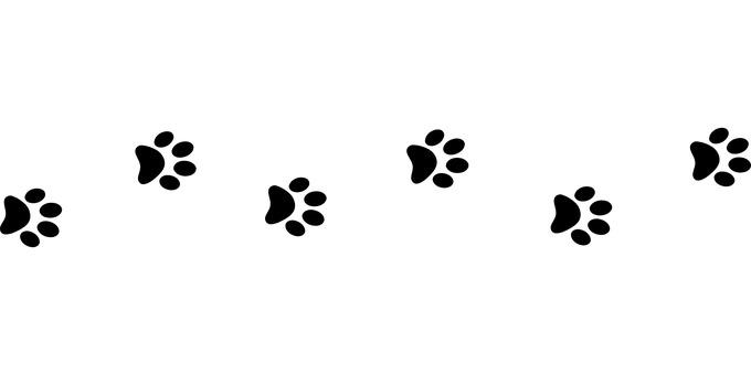 Line Of Paw Prints png transparent