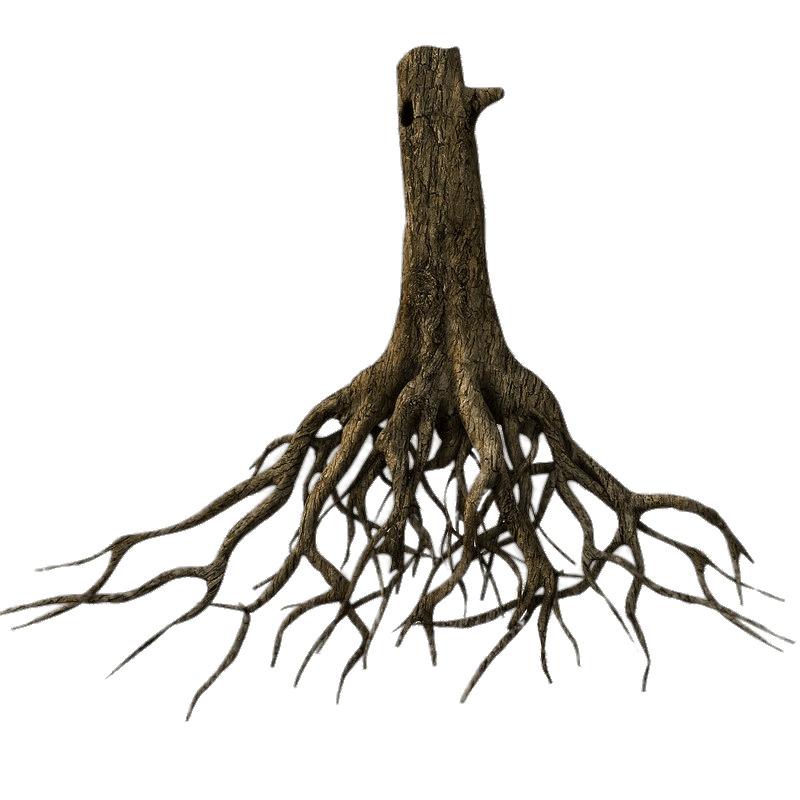 Lower Tree Trunk and Roots png transparent