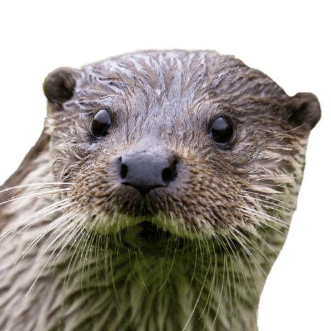 Otter Close Up png transparent