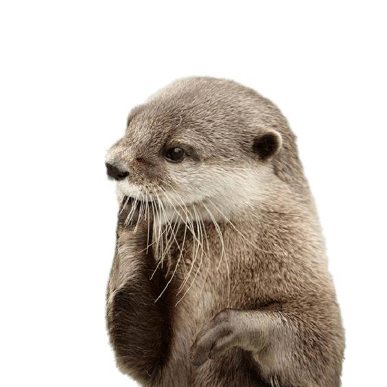 Otter Fingers In Mouth png transparent