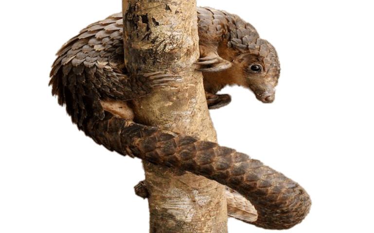 Pangolin Wrapped Around A Tree png transparent