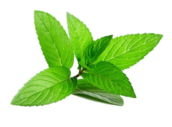 Peppermint Leafs png transparent