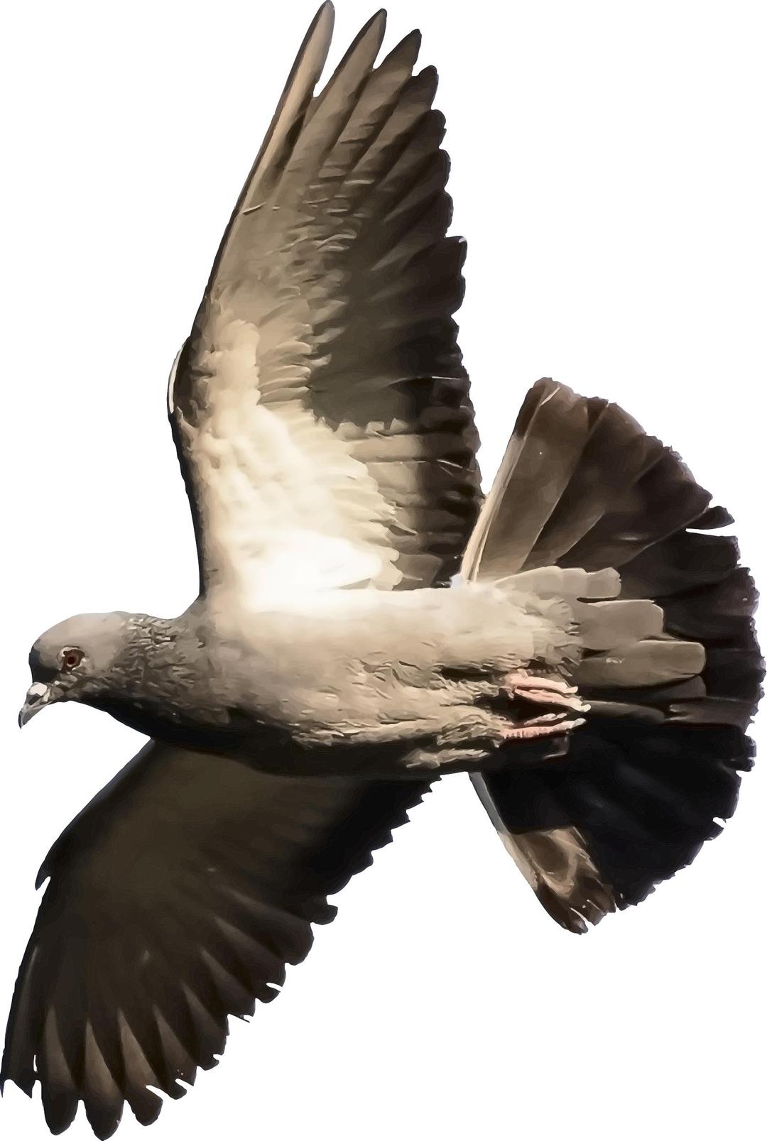Pigeon (detailed) png transparent