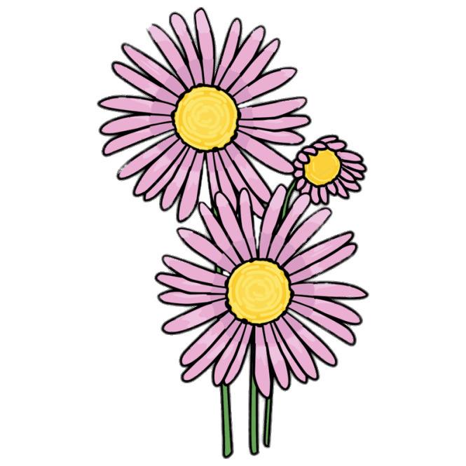 Pink Aster Clipart png transparent