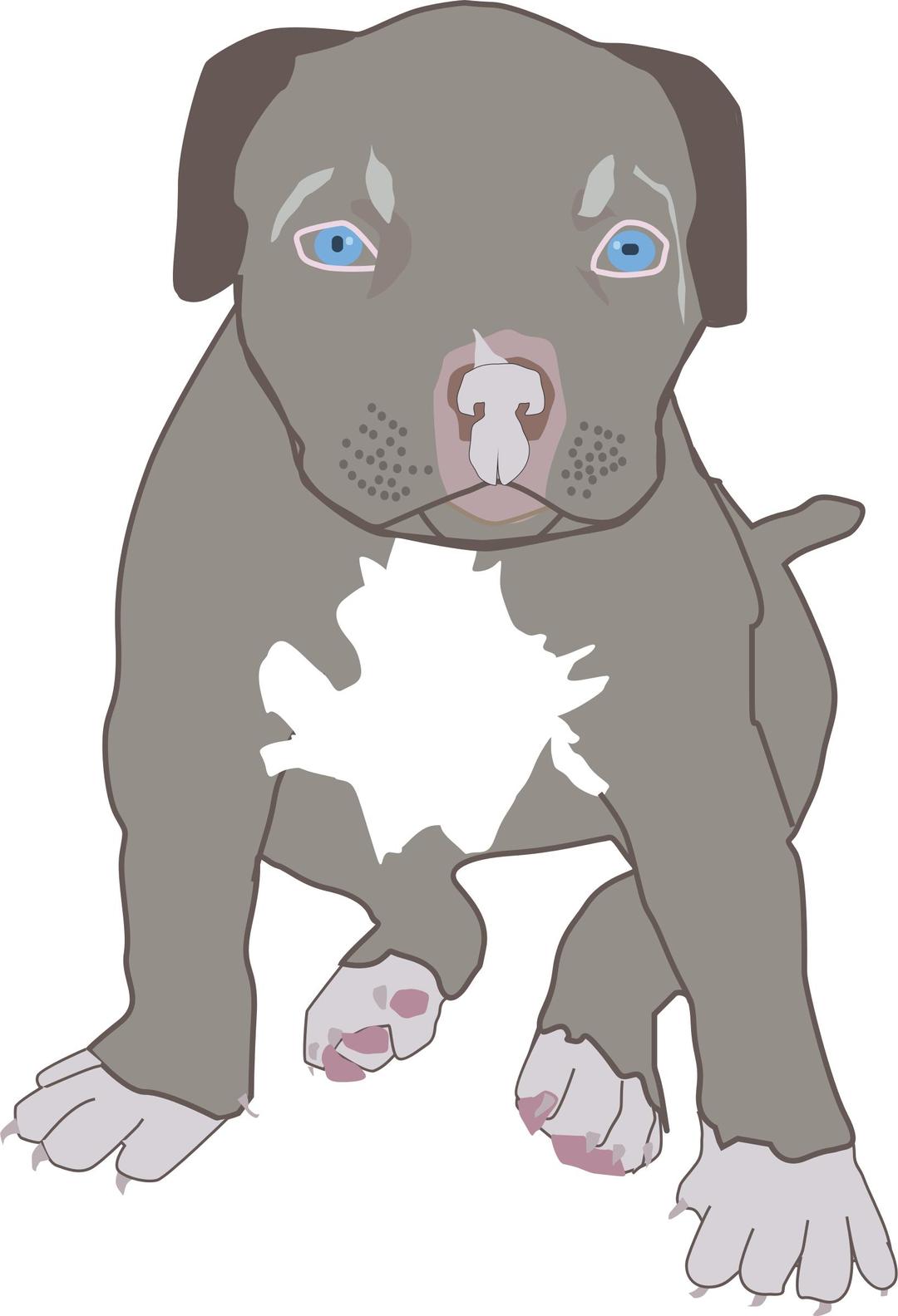 Pit Bull Puppy png transparent