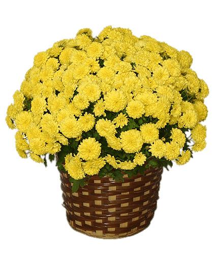 Potted Yellow Chrysanthemum png transparent