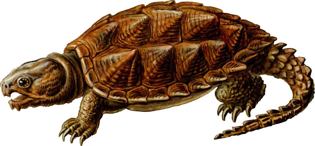 Prehistoric Turtle Clipart png transparent