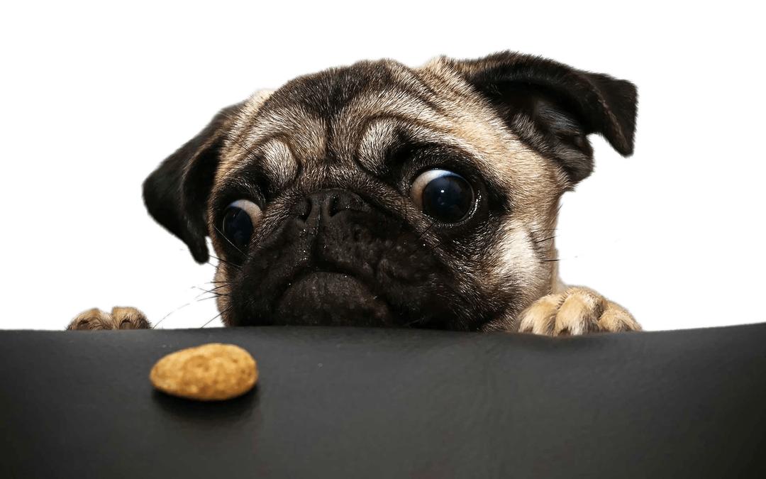 Pug Looking At Cookie png transparent