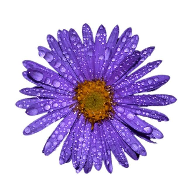 Purple Aster With Water Droplets on Leaves png transparent