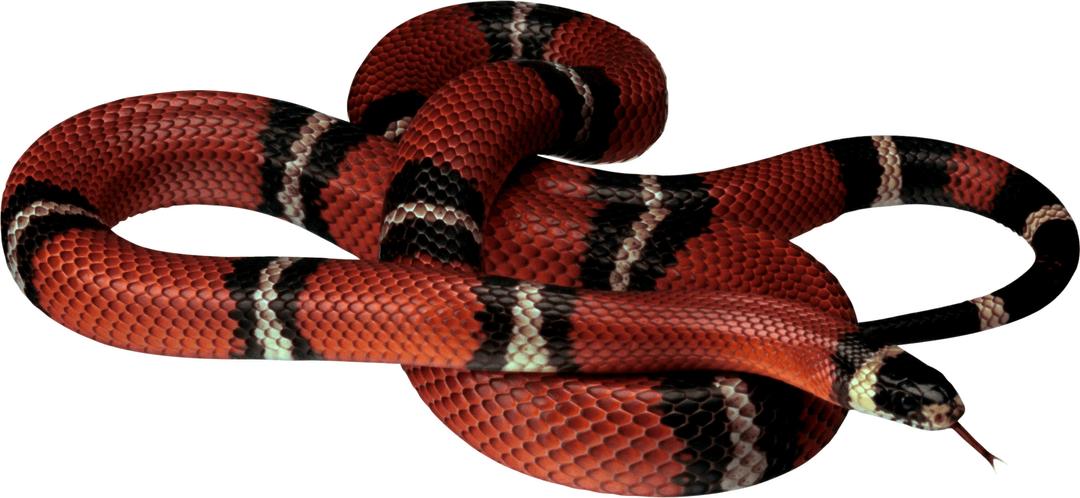 Red Black Snake png transparent