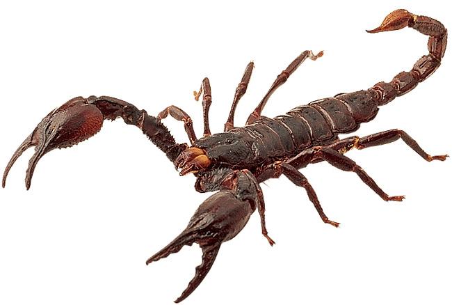 Red Scorpion png transparent