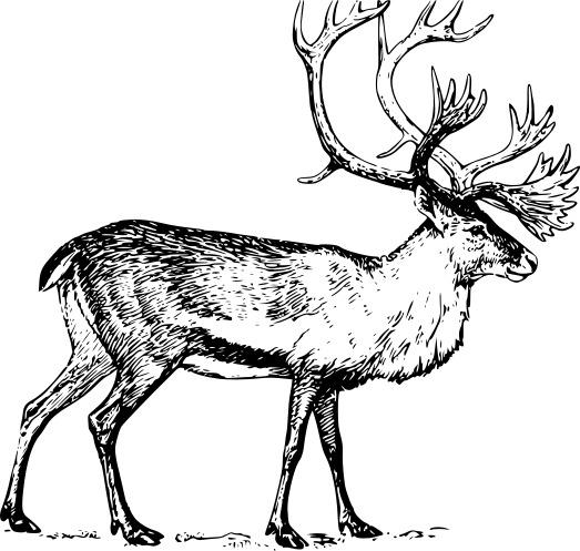 Reindeer (Caribou) Drawing Black and White png transparent