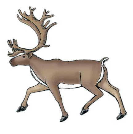Reindeer (Caribou) Drawing png transparent