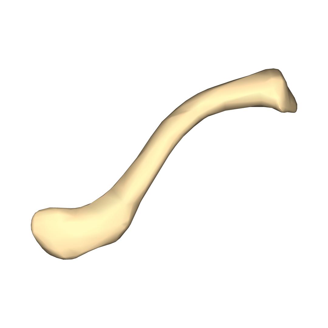 Right Clavicle png transparent