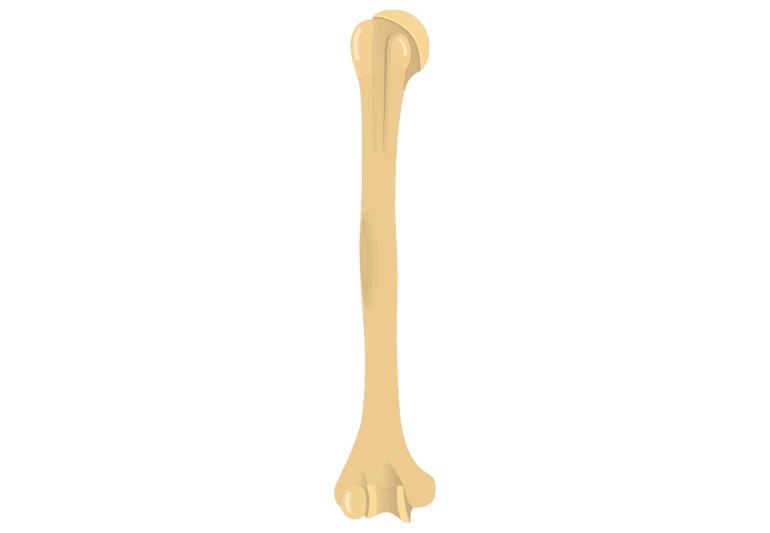 Right Humerus png transparent