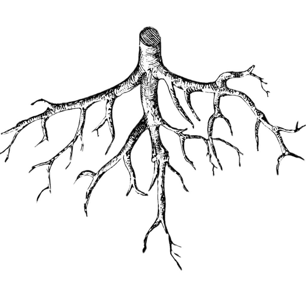 Roots Illustration png transparent