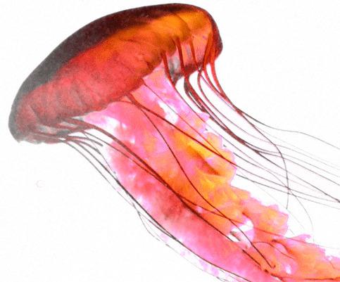 Rose Jellyfish png transparent