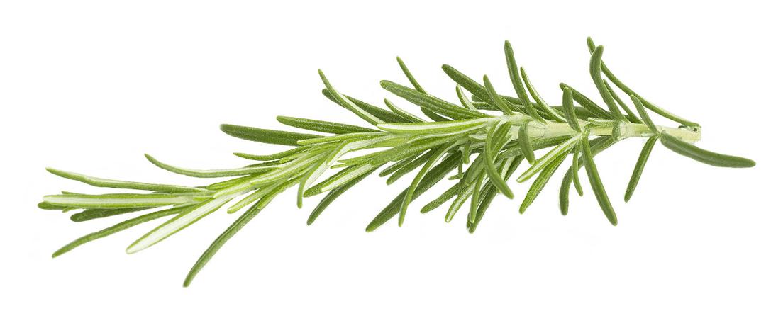 Rosemary png transparent