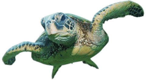 Sea Turtle Front View png transparent