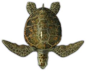 Sea Turtle Top View png transparent