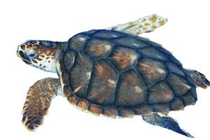Sea Turtle png transparent