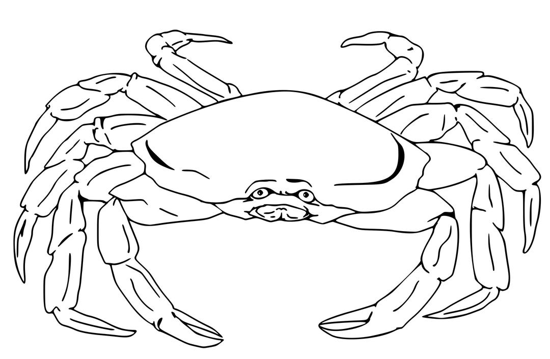 Semi-Realistic Crab  png transparent