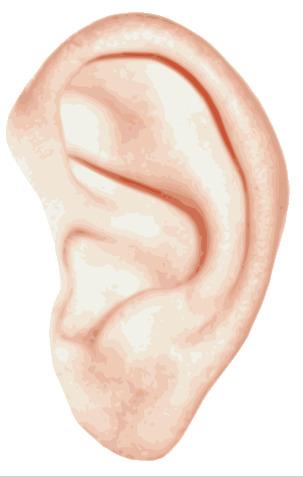 Single Ear png transparent
