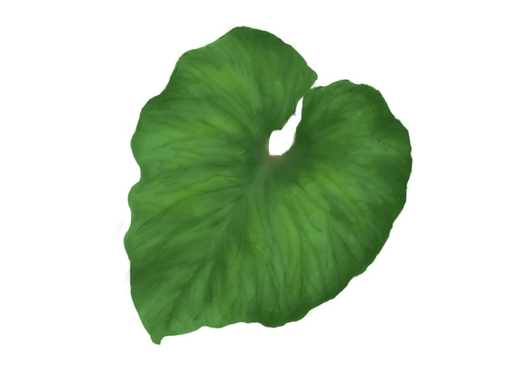 Single Green Leaf png transparent