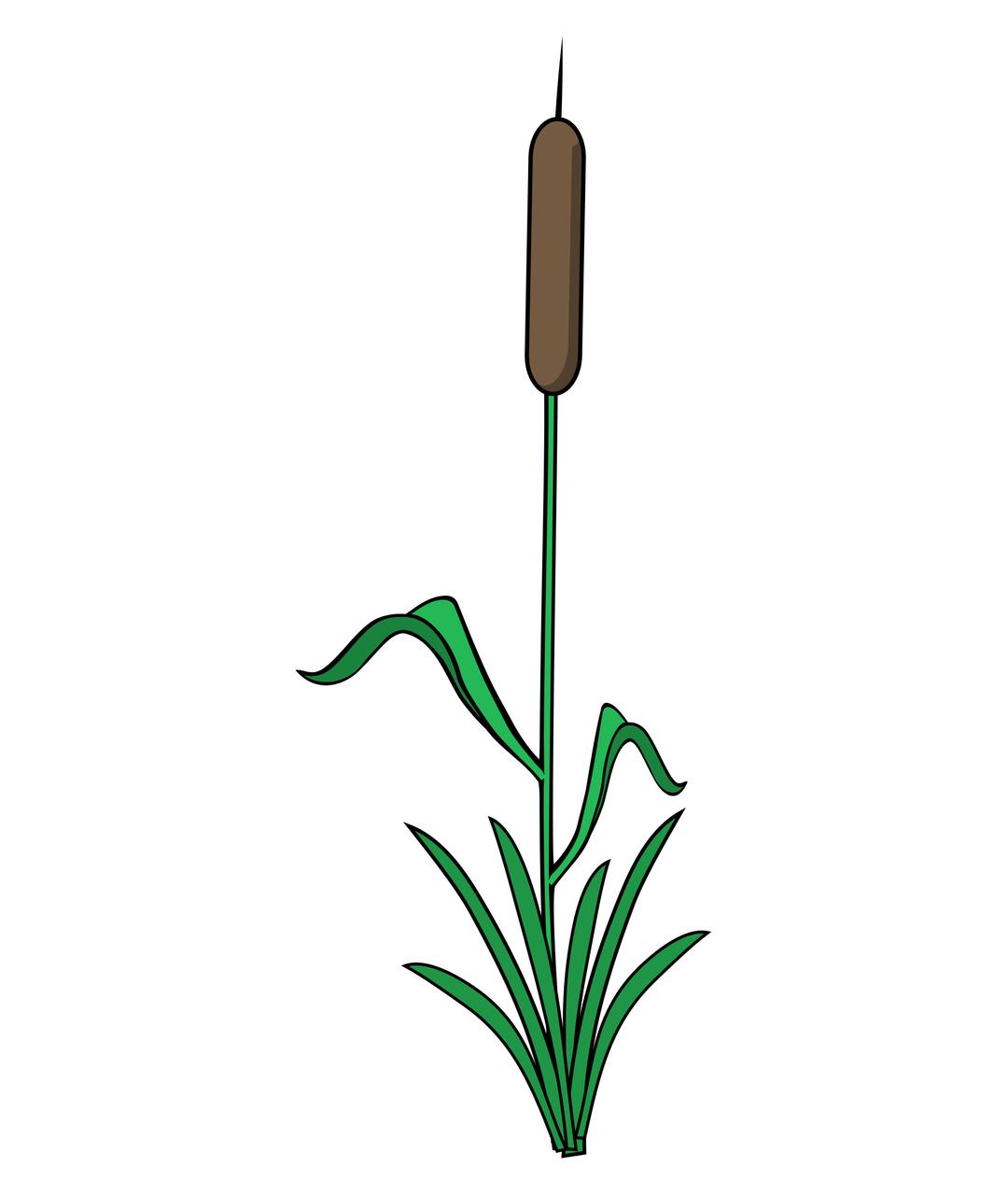 Single Reed png transparent