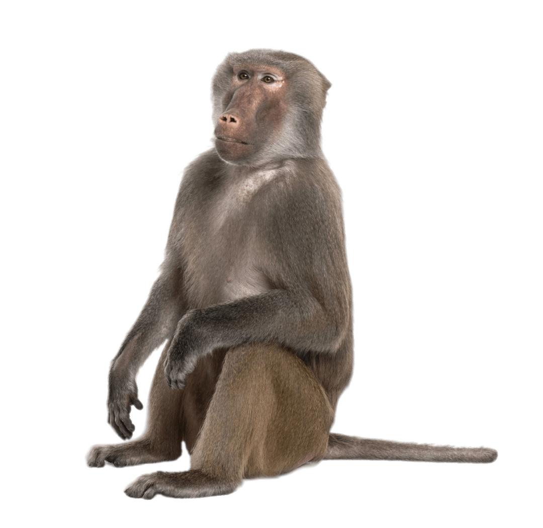 Sitting Baboon png transparent