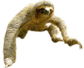 Sloth Jump png transparent