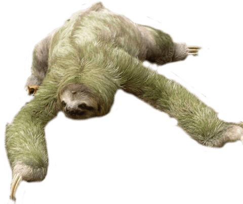 Sloth Looking Down png transparent