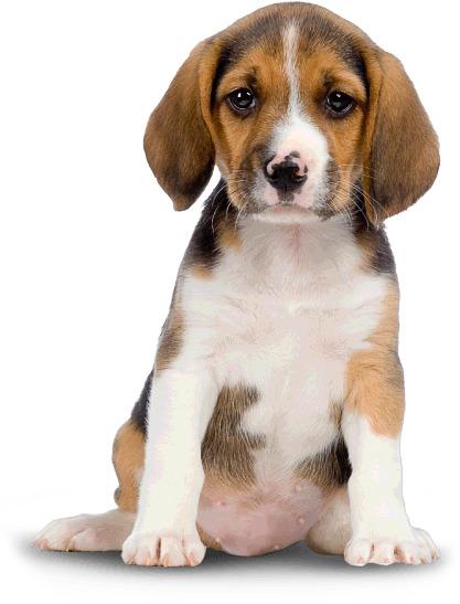 Small Dog Puppy png transparent