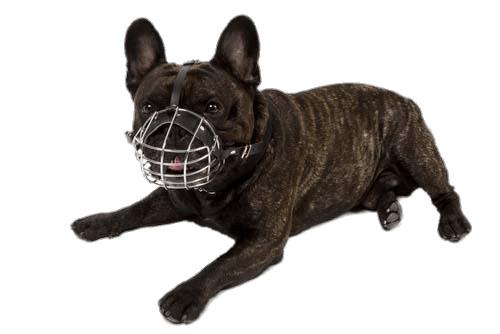 Small Dog Wearing A Muzzle png transparent