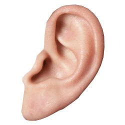 Small Ear png transparent