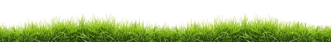 Small Line Of Grass png transparent
