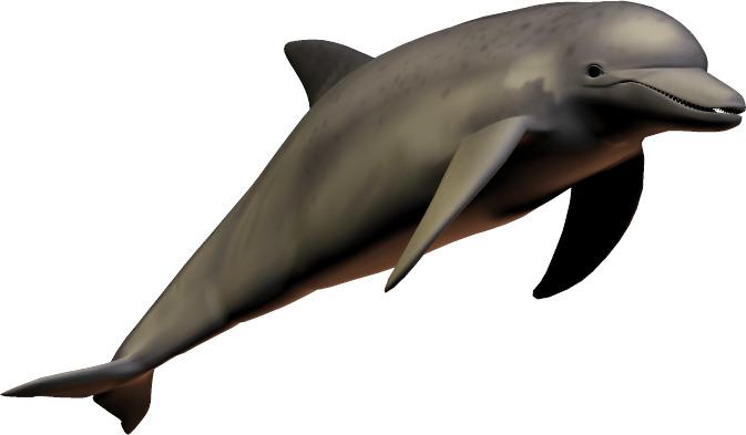 Smiling Dolphin png transparent