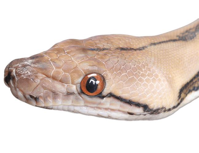 Snake Head Close Up png transparent