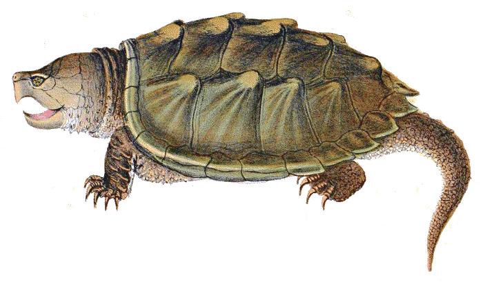 Snapping Turtle Illustration png transparent