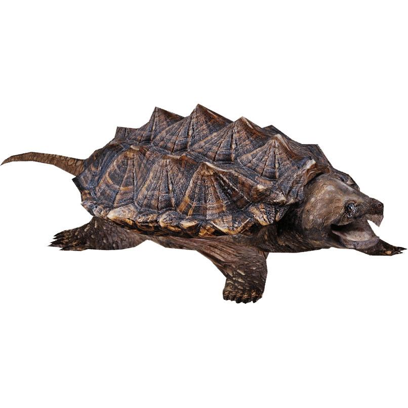 Snapping Turtle png transparent