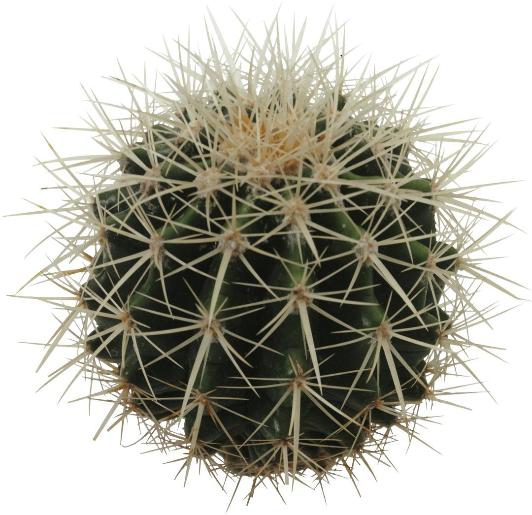 Sphere Cactus png transparent