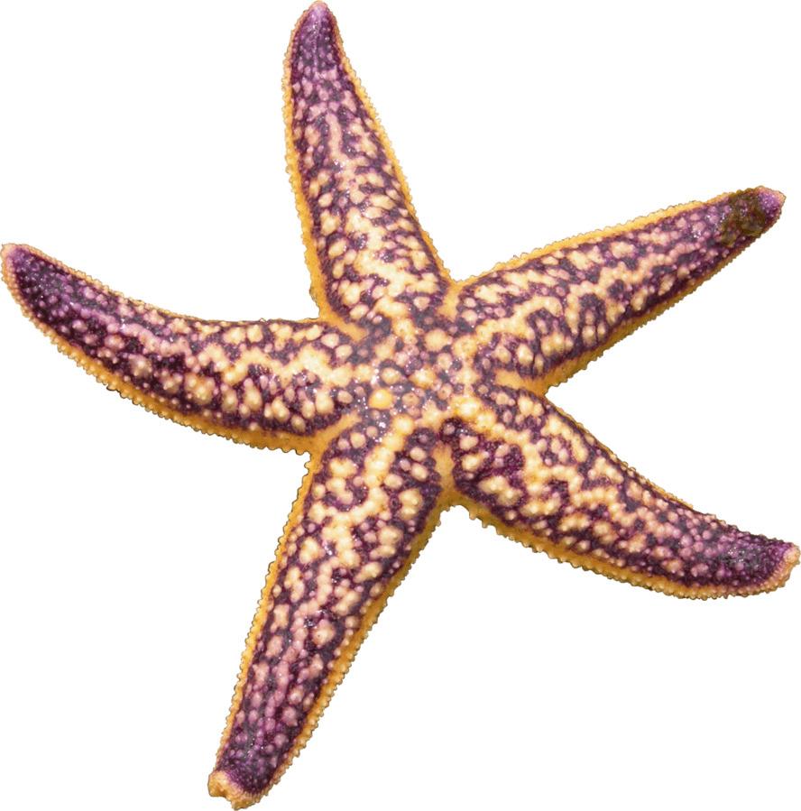 Starfish Purple png transparent