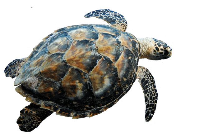Swimming Turtle png transparent