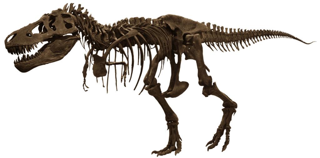 T-Rex Skelet png transparent