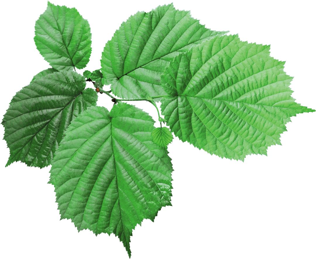 Textured Green Leaf png transparent