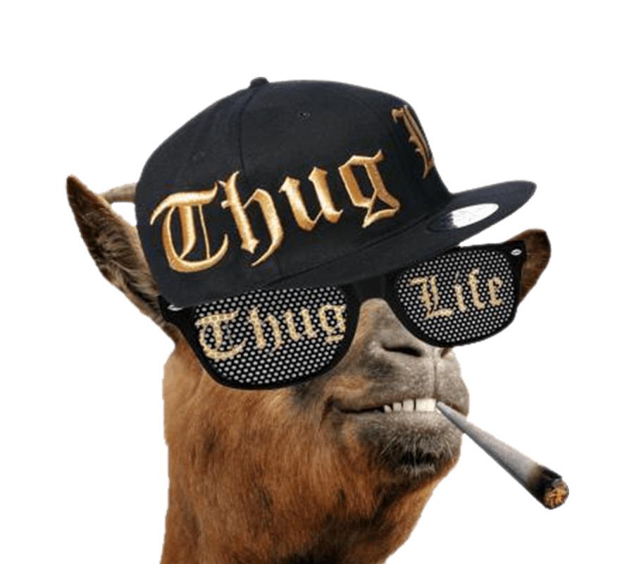 Thug Life Llama png transparent