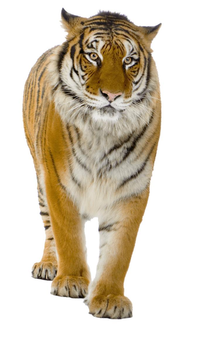 Tiger Close Up png transparent