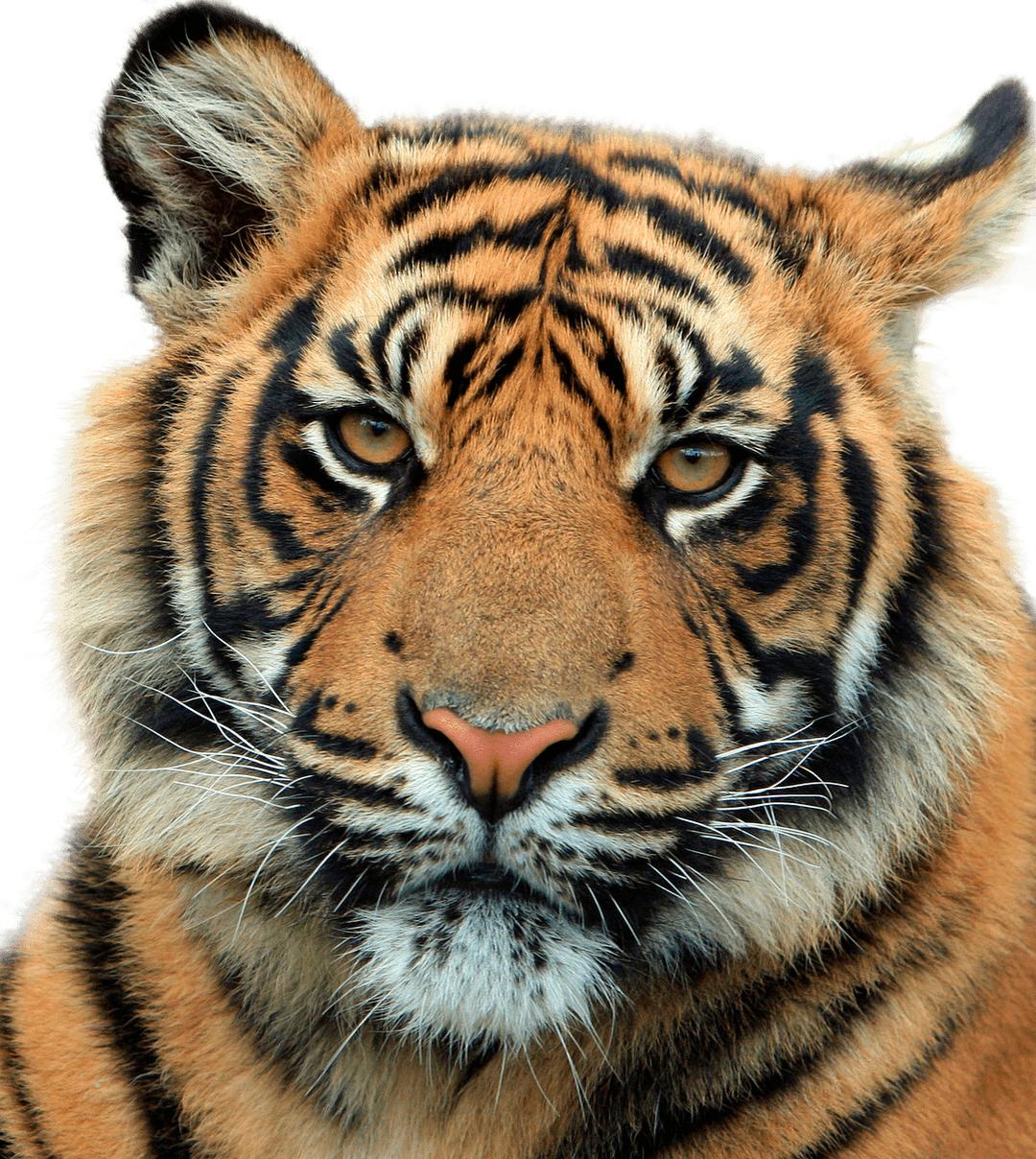Tiger Head Close Up png transparent