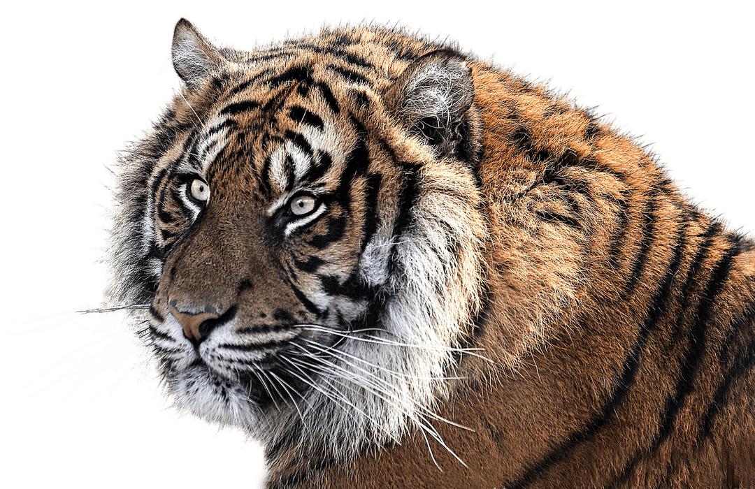 Tiger Head Side View png transparent