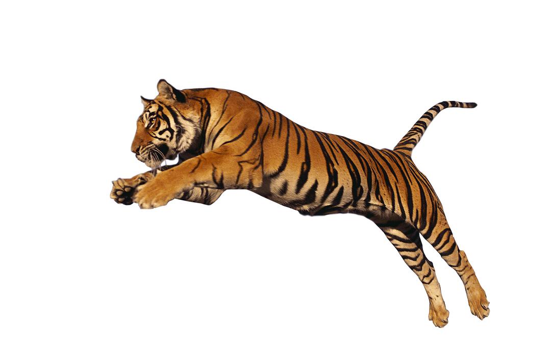Tiger Jump High png transparent